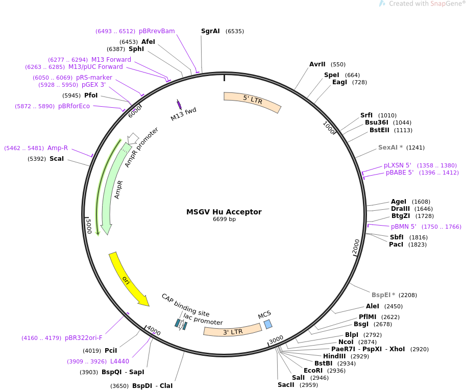MSGV Hu Acceptor质粒图谱